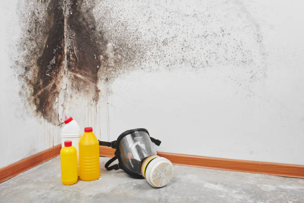 Best Toxic Mold Removal  in Hickman, NE