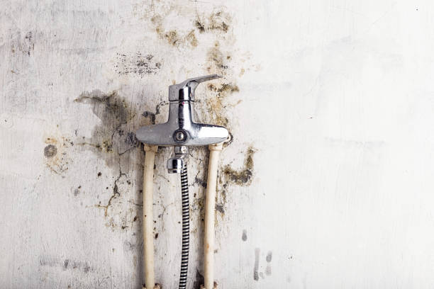 Best Commercial Mold Removal  in Hickman, NE