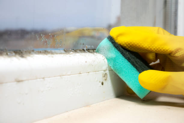 Best Attic Mold Removal  in Hickman, NE