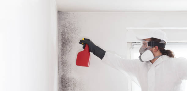 Best Local Mold Removal Service  in Hickman, NE