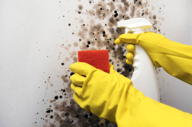 Best Mold Damage Repair  in Hickman, NE