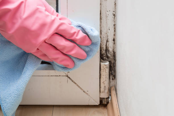 Best Crawl Space Mold Removal  in Hickman, NE